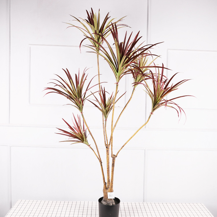 Cycas de 1,5 mètre aux feuilles rouges.