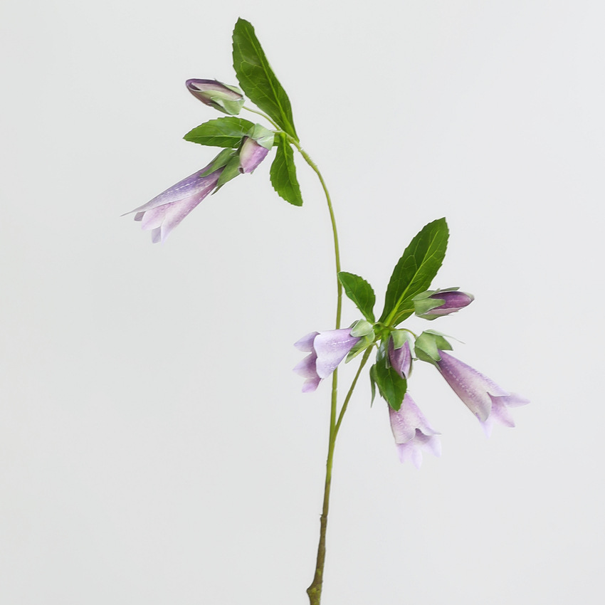 light purple