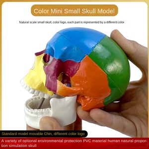 <strong>Art</strong> Medical PVC Anatomical Specimen Standard Color Plastic Skull Model for Training Human Skeleton Partition - Product Image 5