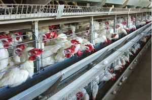 אבקת multivitamin עבור broilers ושכבות-ויטמין <span class=keywords><strong>a</strong></span> <span class=keywords><strong>b</strong></span> d3 e, גידול האכלה של אנזימים מים מסיסים