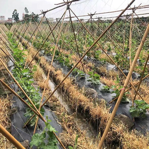 Factory-Processed Plastic Crop Climbing <strong>Trellis</strong> <strong>Netting</strong> for Garden Tomatoes for Plant Support - Product Image 3