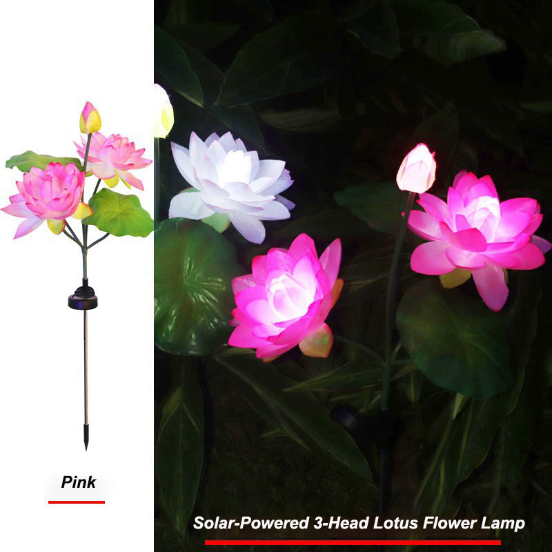 Loto rosa