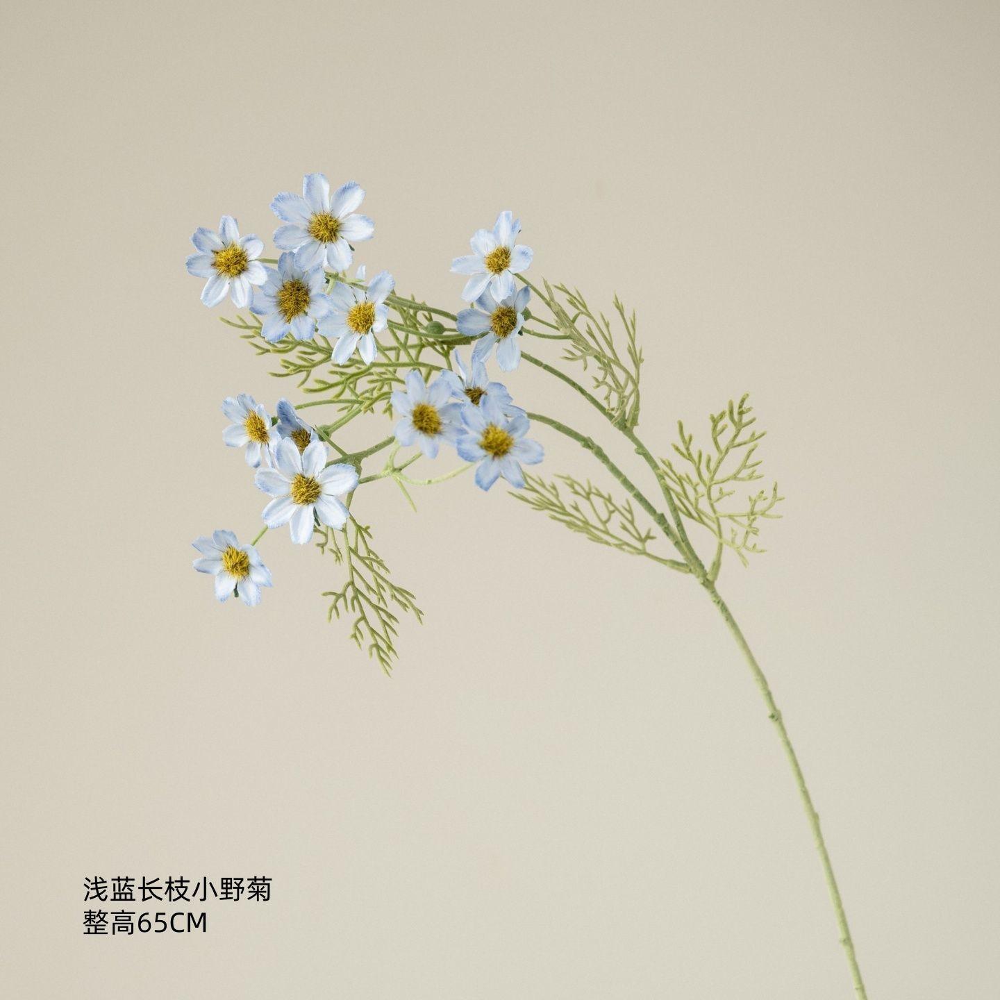 Chrysanthème sauvage bleu clair à longue tige