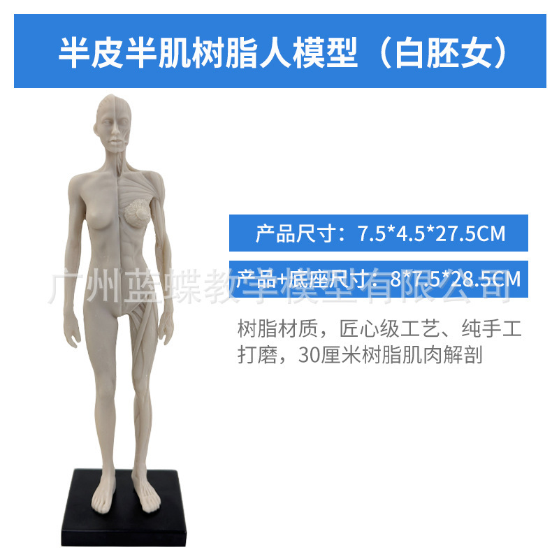 30CM Resin - Unfinished - Female