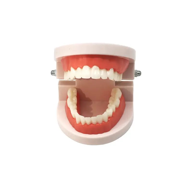 Modello di denti umani dentali di studio del modello di educazione del dente Standard di plastica all'ingrosso