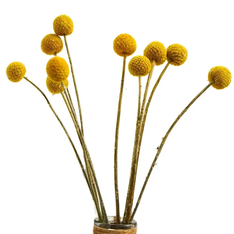 QSLH-S0427 Natural Craspedia Dried Flowers Yellow Billy Buttons Balls für Home Crafts Party Wedding