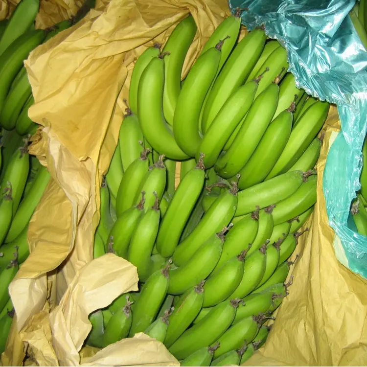 Saco de papel banana para proteção frutífera exportado para a América Central