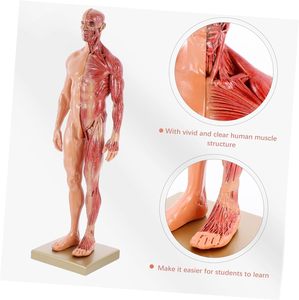 30CM Masculino e Feminino Resina Anatomia Anatômica Humana Crânio Cabeça Corpo Modelo Humano 3d Artes Estrutura Diagrama - Product Image 4