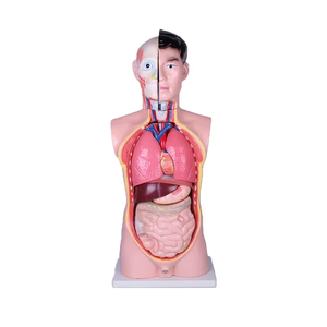85cm PVC <strong>Human</strong> Anatomy Torso Model Medical Science Skeleton Model for Schools and Hospitals for Medical Students Professionals - Product Image 1