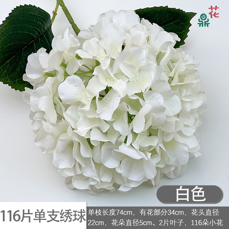 116 pétales par tige, hortensia blanc