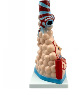 Modèle d'amplification alvéolaire en PVC Modèle anatomique des sciences médicales Représentation précise de la structure alvéolaire - Product Image 6