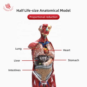 筋肉モデル人間85CMPVC素材人間の男性の胴体モデルの筋肉図筋肉 - Product Image 4