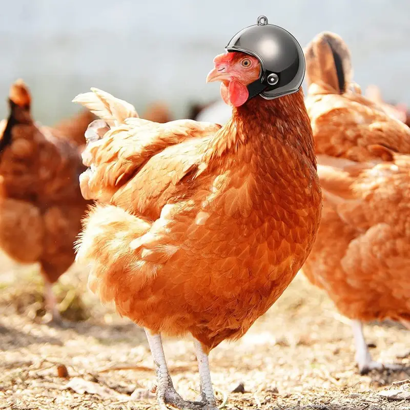 Helm dekorasi hewan peliharaan, helm Dekorasi burung ayam lucu grosir, aksesori kepala, topi Cosplay ayam