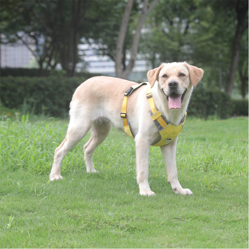 Jaune