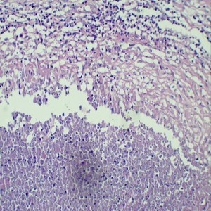 <strong>Microscope</strong> <strong>Slides</strong> <strong>of</strong> Pathology Prepared <strong>Slides</strong> <strong>Microscope</strong> Teaching Biology Science 100pcs Packed in <strong>Slide</strong> Box - Product Image 5