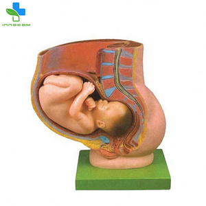 Meidcal教育女性繁殖システム解剖学的モデル妊娠中、成熟した<span class=keywords><strong>Fetus</strong></span>を伴う妊娠骨盤-教育用の2つの部分
