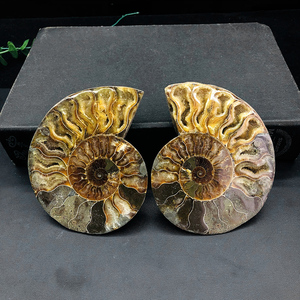 Espécimen de Piedra Fósil amonita arcoíris rebanada de concha fósil natural de alta calidad al por mayor para Decoración - Product Image 1