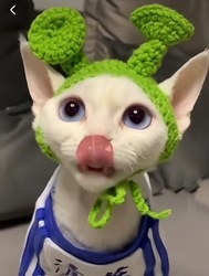 Shrek hat