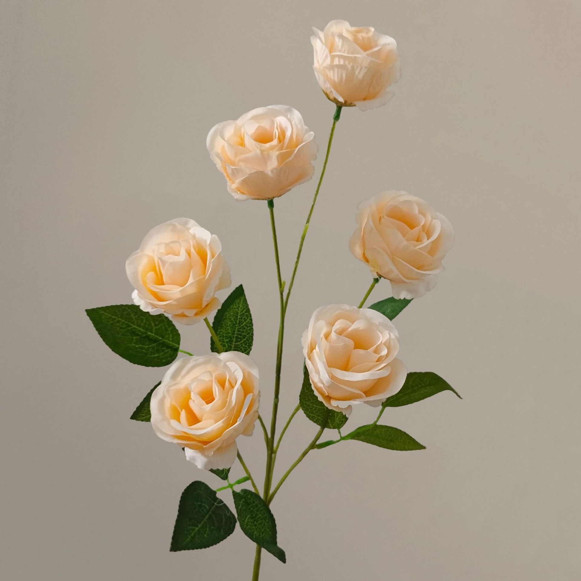 Curling Rose-Champagne-68cm