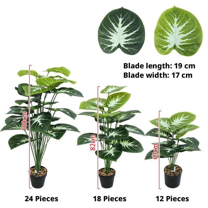 White-heart Pothos