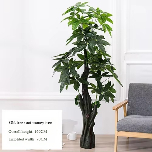 Old Root Money Tree (Without Pot)