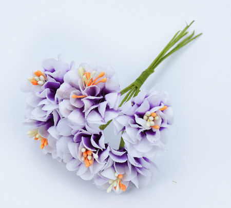 Viola