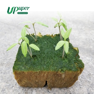 Upuper thủy canh trong nhà hệ thống nhà Cà tím hạt giống Đá len bản sao phích cắm phát triển - Product Image 4