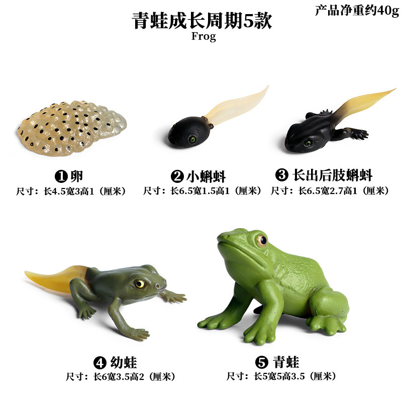 Ensemble de cycle de vie grenouille, 5 pièces