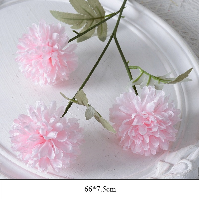 rosa 16
