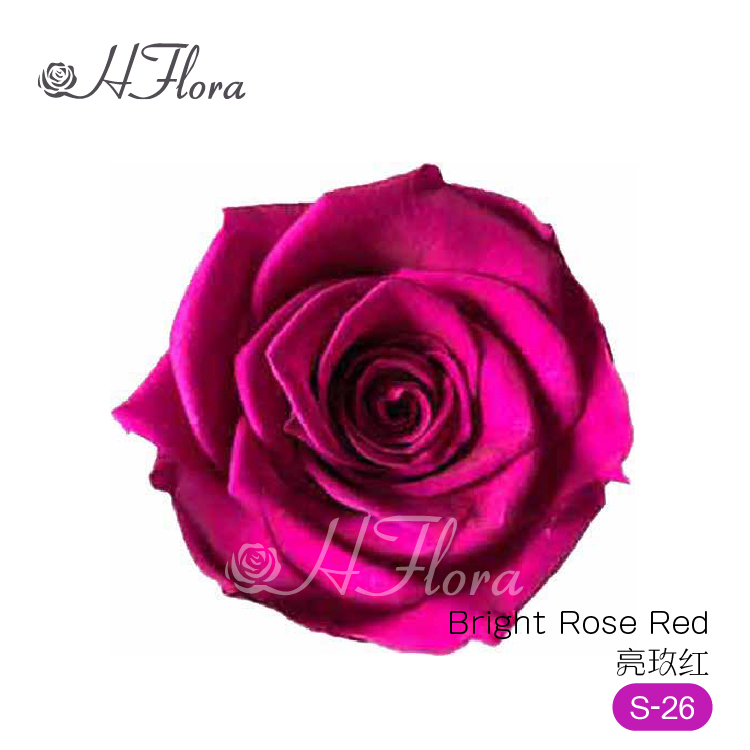 Bright Rose Red