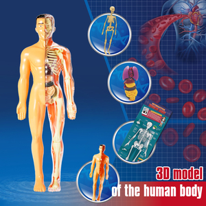 3 डी पूर्ण शरीर शरीर रचना मॉडल शैक्षिक मोंटेसरी पहेली बच्चों और किशोरों के लिए विज्ञान किट विज्ञान और इंजीनियरिंग खिलौने - Product Image 6