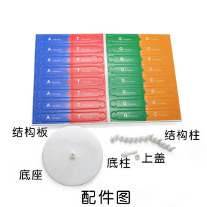 İnsan gen DNA çift sarmal modeli teknolojisi çocuklar DIY biyolojik bilim deney bilim yaygınlaştırma öğretim aracı - Product Image 5