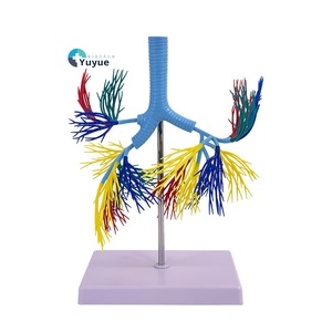 <strong>Human</strong> Trachea and Bronchial Anatomy Model PVC Bronchial Tree Model for Medical Science Teaching and Clinical Training - Product Image 1