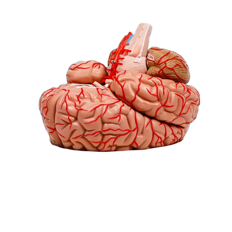 BIX-A1049 Medical Teaching Tool Brain Medical Anatomical Model with Brain Arteries and Nerves in Color (9パーツ)