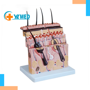 מודל הגדלת קטע עור מבנה עור הגדלה מבנה היררכי אנטומיה מיקרופלסטיק באיכות גבוהה PVC רפואי - Product Image 1