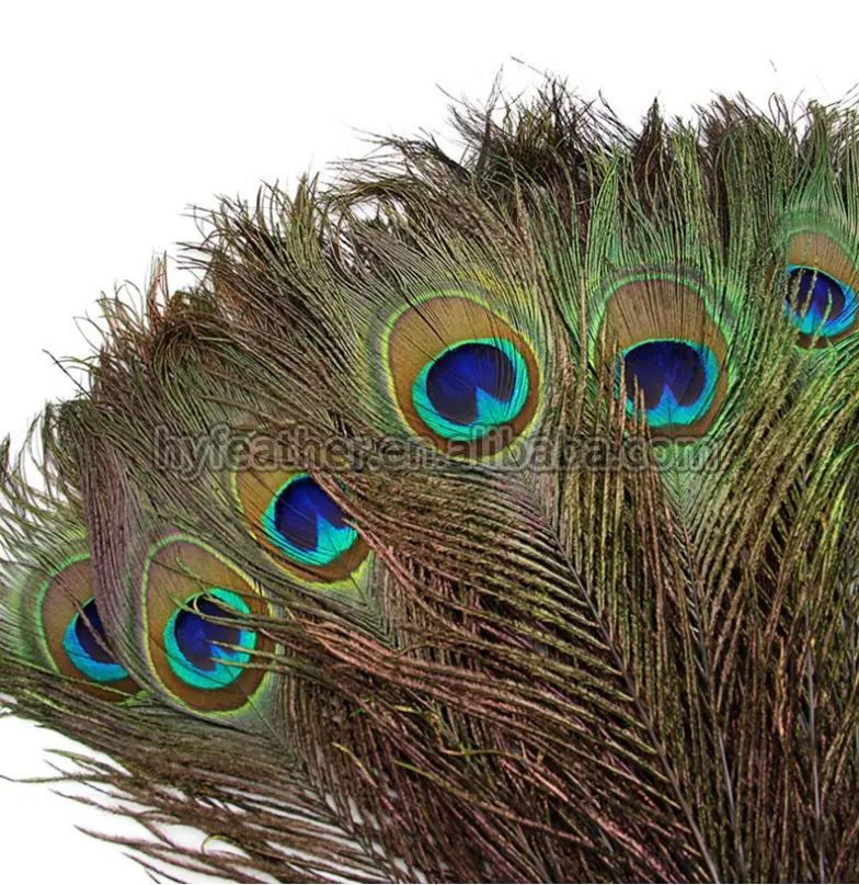 Fabricante precio barato natural 35-40 pulgadas teñido Pavo Real decoración cola plumas