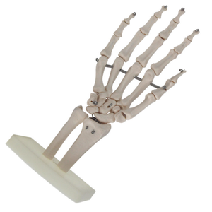Teaching Medical Science Life-size PVC <strong>Human</strong> Hand Model Anatomical Model Medical Science Anatomical Model - Product Image 4
