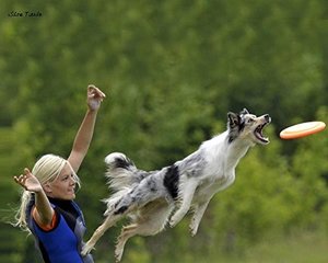 ペットの犬のトレーニングソフトフリスビーおもちゃフライングディスクフェッチTPR楽しいおもちゃ - Product Image 6