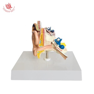 Biyolojik öğretim yardımcıları kulak modeli tıp bilimleri İnsan kulak modeli büyütülmüş insan anatomik kulak modeli - Product Image 4