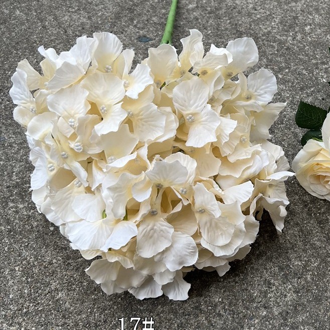 175 têtes d'hortensia Rhine champagne - Spécial