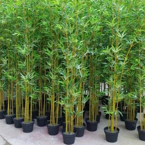 View Larger Image Add to Compare Share New Design 150 180 210 cm Tall Wholesale Bamboo <strong>Tree</strong> Big <strong>Tree</strong> Artificial Bamboo <strong>Tree</strong> Fo - Product Image 5