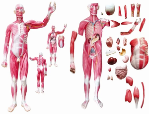 高シミュレーション人体全身筋肉構造モデル高度PVC 178CM成人筋肉医学解剖モデルディスプレイ用 - Product Image 4