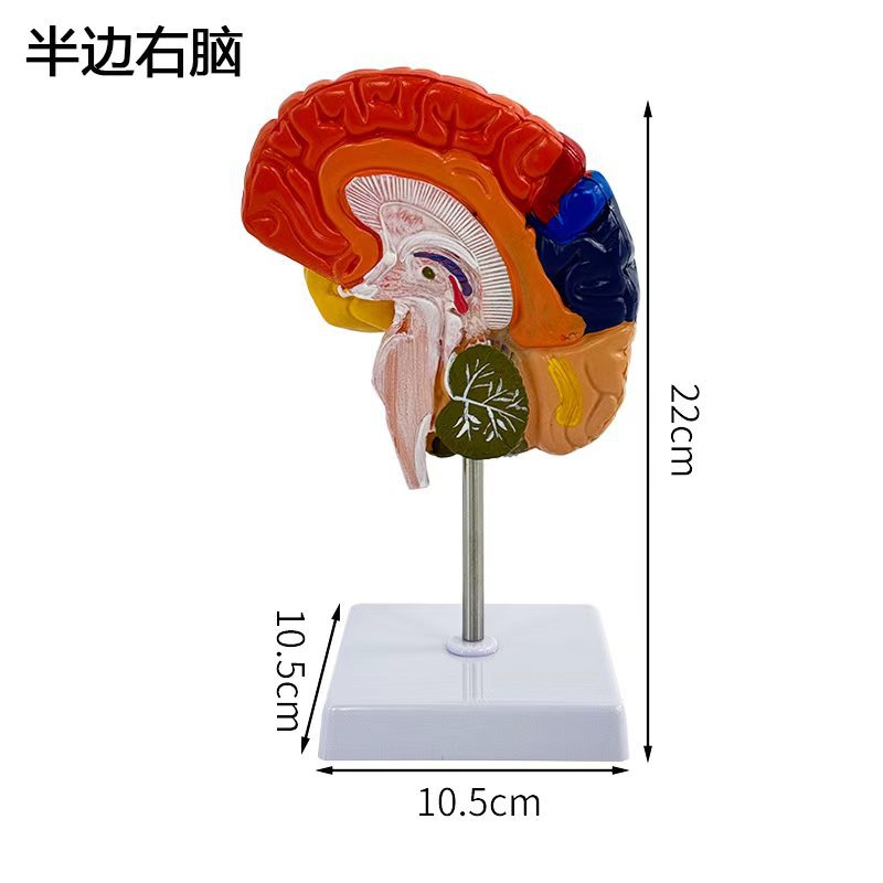Cerveau demi-couleur - côté droit avec support de base