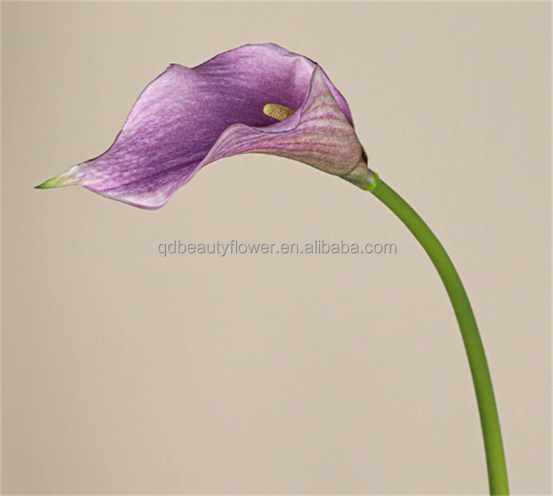 Pourpre