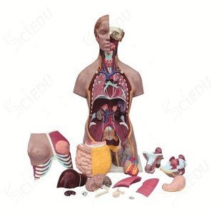 Advanced PVC Biology Dual - Sex Open <strong>Back</strong> Exposes Muscular Layers <strong>Human</strong> Male and Female Torso Model - Product Image 2