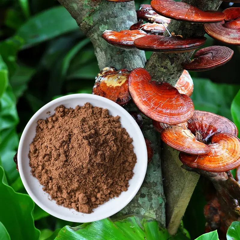 Poudre de champignons d'extrait de Reishi biologique Formule puissante de Ganoderma Lucidum pour le bien-être