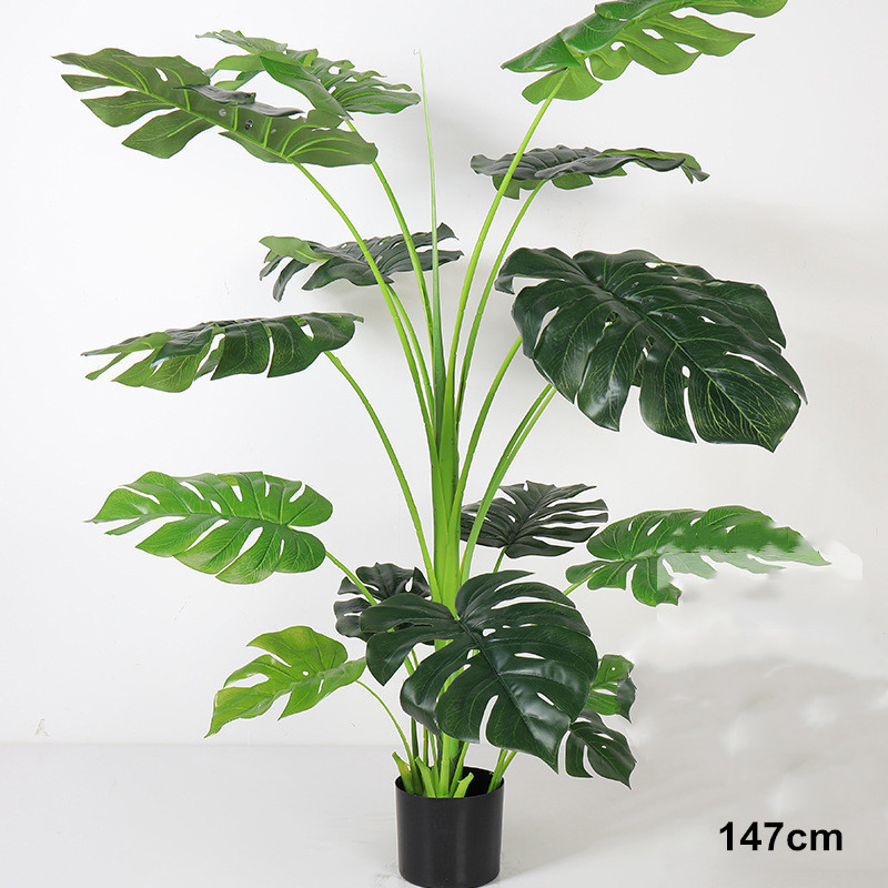 Monstera 147cm