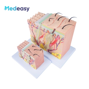 <strong>Human</strong> Skin Anatomy Model, <strong>Human</strong> Structure 3D Skin Model