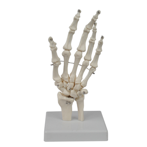 Teaching Medical Science Life-size PVC <strong>Human</strong> Hand Model Anatomical Model Medical Science Anatomical Model - Product Image 6