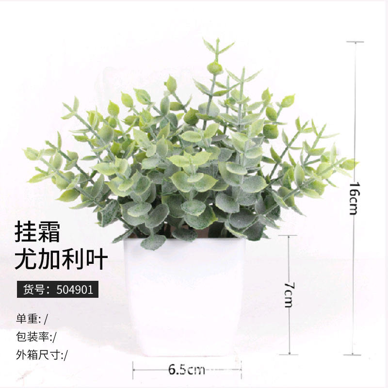 504901 givre feuilles d'eucalyptus (à partir de 125 pots)